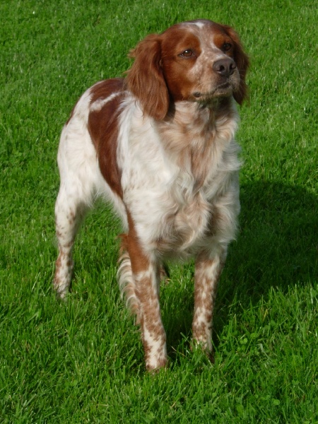 TR. CH. Athos ii de saint alamo