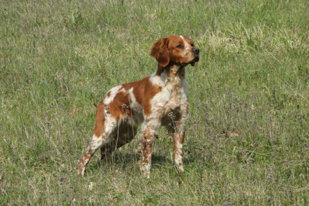 Saillie ORKA de saint Alamo X ONE de la traverse Ponthieu